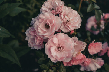 Light pink rose flower heads in the summer garden close-up in public park