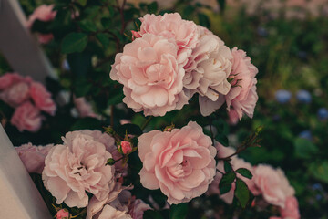 Light pink rose flower heads in the summer garden close-up in public park