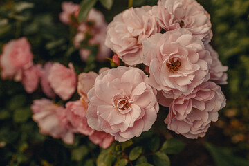 Light pink rose flower heads in the summer garden close-up in public park