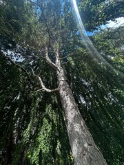 Fototapeta premium Willow tree sun
