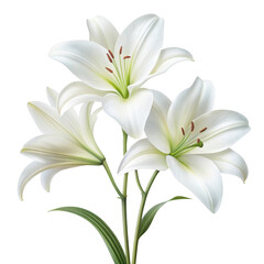 Fototapeta premium Three elegant white lily flowers with green stems and leaves on a black background
