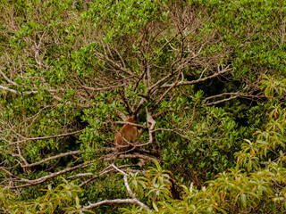 Obraz premium monkey on tree in nature park thailand