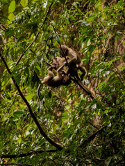 monkey on tree in nature park thailand
