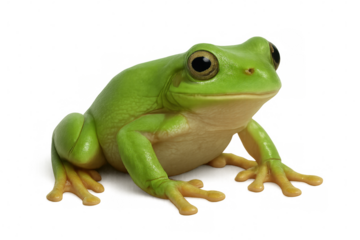 Green tree frog resting on a transparent background, showcasing its vibrant colors and smooth skin