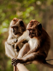 monkey on tree in nature park thailand