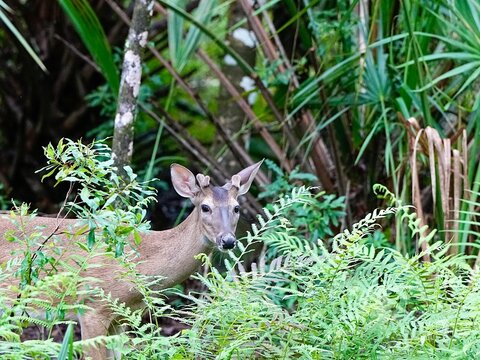 A young buck deer in the forest - Powered by Adobe