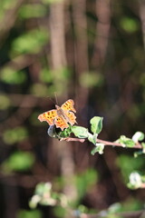 butterfly on a flower