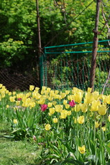 yellow tulips in the garden