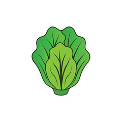 Obraz premium Fresh lettuce with soft light and curly layered texture Vector illustration