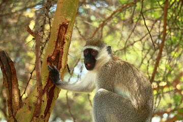 Vervet monkey, Tanzania, Africa