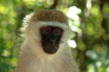 Close up of Vervet monkey face, Tanzania, Africa