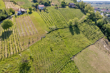 Aerial drone view of vineyard landscape in rural Lendava, Slovenia.