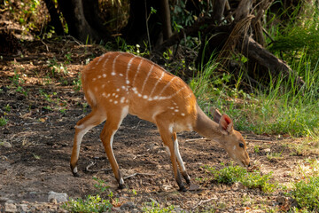 A cute female bushbuck (Tragelaphus sylvaticus), also known as a Cape bushbuck or imbabala, along the bank of the Chobe River, Botswana