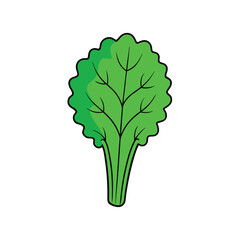 Fresh curled kale leaves with textured surface clean vector Vector illustration