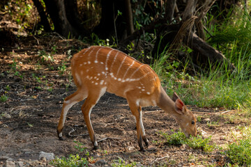 A cute female bushbuck (Tragelaphus sylvaticus), also known as a Cape bushbuck or imbabala, along the bank of the Chobe River, Botswana