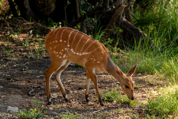 A cute female bushbuck (Tragelaphus sylvaticus), also known as a Cape bushbuck or imbabala, along the bank of the Chobe River, Botswana