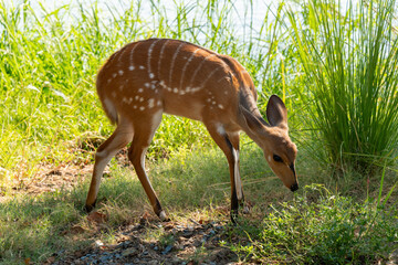 A cute female bushbuck (Tragelaphus sylvaticus), also known as a Cape bushbuck or imbabala, along the bank of the Chobe River, Botswana
