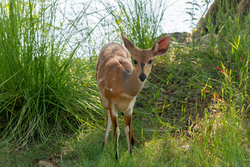 A cute female bushbuck (Tragelaphus sylvaticus), also known as a Cape bushbuck or imbabala, along the bank of the Chobe River, Botswana