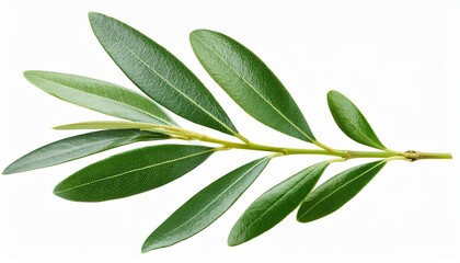 Obraz premium olive tree leaves twig isolated on white or transparent