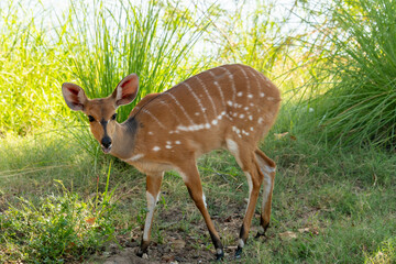 A cute female bushbuck (Tragelaphus sylvaticus), also known as a Cape bushbuck or imbabala, along the bank of the Chobe River, Botswana