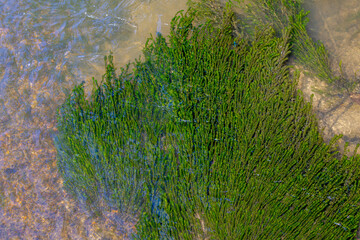 Selective focus of clear water with green Waterthymes (Hydrilla) leaves underwater, Freshwater algae flows in the river, Algae are aquatic organisms and lack many of the distinct cell and tissue types
