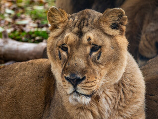 Portrait of a female lion in Madrid's zoo. Headshot