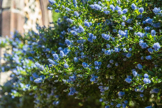 Bright Blue Flowers Bloom ceanothus thyrsiflorus eschw Abundantly on a Bush in Front of a Building.