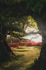 un bosque verde con arbustos de color rojo
