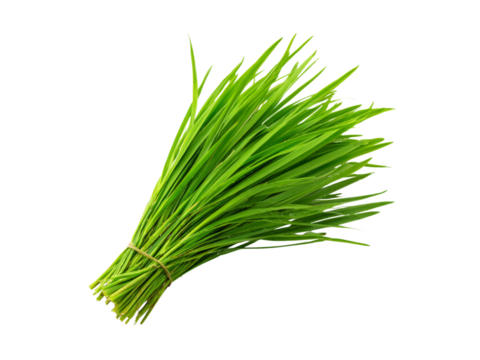 Fresh green wheatgrass bundle isolated on black background, Isolated On Transparent Background, Png