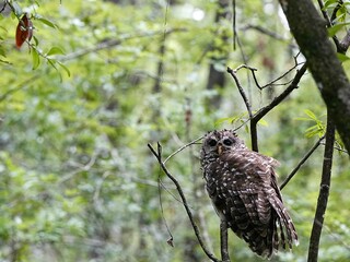 great horned owl