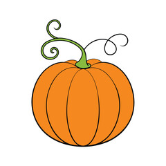 Bright pumpkin with curly vine vegetable concept Vector illustration