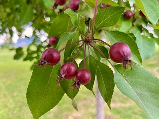 Paradise apple