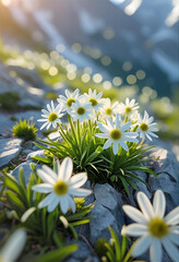 White daisies bloom on a rocky mountainside bathed in sunlight.