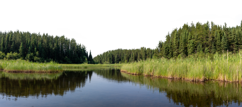 Panorama of a quiet park forest with calm water in the foreground and a transparent sky

