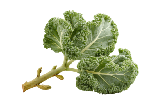 PNG Fresh green kale on black background highlighting leafy textures