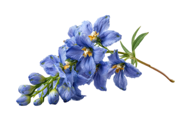PNG Vibrant blue delphinium flower with green stem isolated on white background