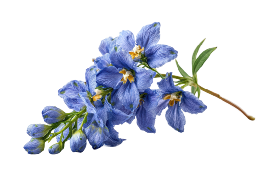 PNG Vibrant blue delphinium flower with green stem isolated on white background