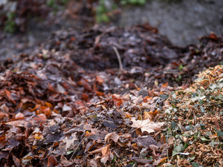 A pile of wood chips is on the ground. The pile is brown and has a lot of wood chips. Selective focus. Waste ground with dirty tree mulch.