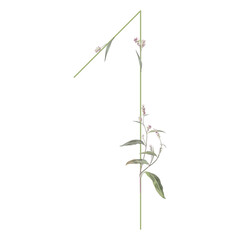 Digit 1 with floral motifs. Numeral one. Botanical font with herbs and wildflowers. Blooming green branches of Polygonum plant. Knotweed or Smartweed flower. Isolated on white background.