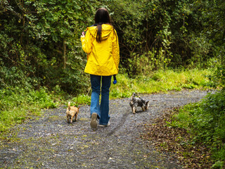 Teenager girl walking small dogs in a park. Making money on pet service and care concept. Hobby and responsibility. Model in yellow jacket and blue jeans. Selective focus