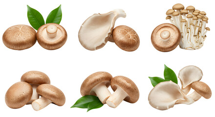 Fototapeta premium A vibrant display of various mushrooms arranged artistically with green leaves, ideal for culinary and food photography