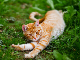 A ginger fur cat is laying in the rich green grass. The cat is orange and white, and it is relaxed and content and seems enjoying fine summer day. Selective focus. Being happy theme.