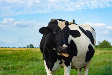 Fototapeta premium Close-up of a black and white dairy cow sticking its tongue out while standing on a grassy field. Rural farm scenery with blue sky and natural light.