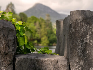 Green bush on a traditional stone fence and forest and mountains peak out of focus in the...