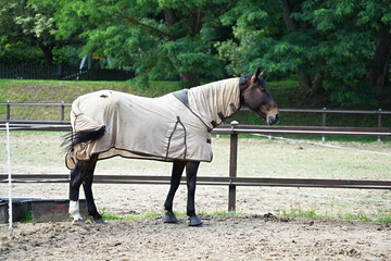 Horse in a special blanket intended for protection from insects or weather conditions.