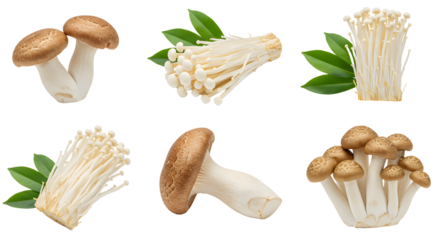 A vibrant display of various mushroom species, including enoki and shiitake, surrounded by green leaves on a white background