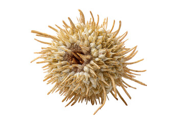 PNG Close-up of dried spiky burdock seed head with sharp bristles