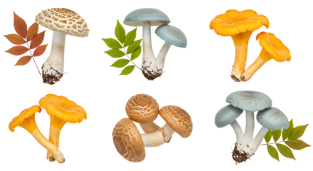 A vibrant collection of assorted mushrooms showcasing diverse colors and shapes, set against a neutral background