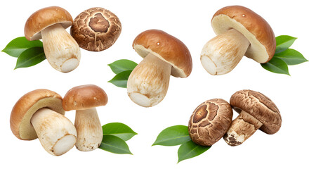 A vibrant arrangement of fresh mushrooms on green leaves, showcasing their unique shapes and textures against a white background