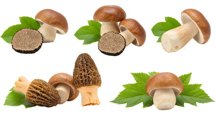 A vibrant arrangement of assorted mushrooms on green leaves, highlighting their textures and colors against a neutral background